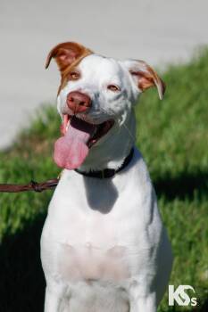Scrapple -  Smooth Collie and English Pointer Dog for Adoption - Scrapple | PetCurious
