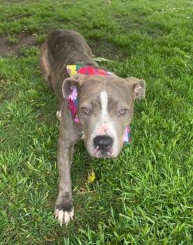 Pit Bull Terrier and Mixed Breed Dogs Available for Adoption in Tulsa, Oklahoma - HAVEN | PetCurious