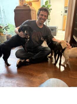 Beagle Dogs Available for Adoption in Roseville, California - Carson | PetCurious