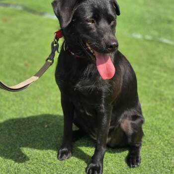 Rescue Labrador Retriever Dogs for Adoption in Elma, Washington - Eileen Sweetest Companion | PetCurious