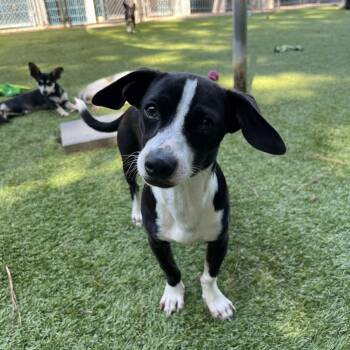 Manicotti -  Chihuahua Dog for Adoption in Salisbury, North Carolina - Manicotti | PetCurious