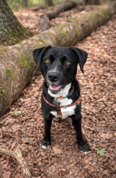 Labrador Retriever Dogs Available for Adoption - Oreo | PetCurious