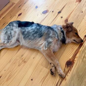 Australian Shepherd Dogs Available for Adoption in Baton Rouge, Louisiana - Reese | PetCurious