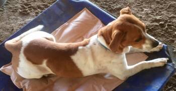 Beagle and Mixed Breed Dogs Available for Adoption in Quinlan, Texas - Gilmore | PetCurious