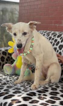 Morgan -  Labrador Retriever Dog for Adoption in Houston, Texas - Morgan | PetCurious