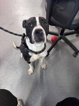 Mixed Breed Dogs Available for Adoption in West Chester, Pennsylvania - Ruckus | PetCurious