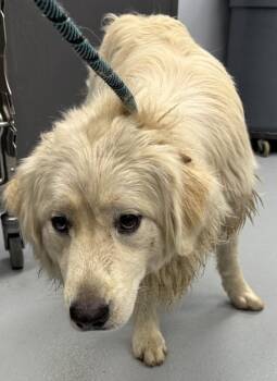 Ic-5c Fin -  Golden Retriever Dog for Adoption in Lawrenceville, Georgia - Ic-5c Fin | PetCurious