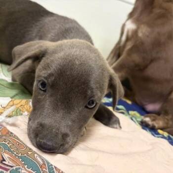 Angus -  Mixed Breed Dog for Adoption - Angus | PetCurious