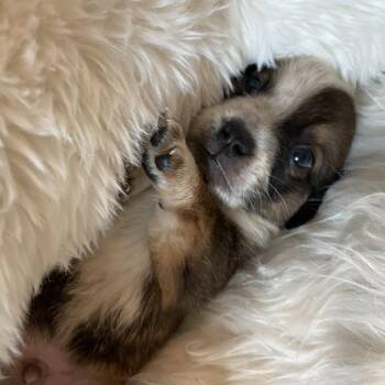 Rescue Australian Cattle Dog Blue Heeler Dogs for Adoption in Heber Springs, Arkansas - Doppio | PetCurious