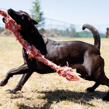 Black Labrador Retriever and Mixed Breed Dogs Available for Adoption in Valdosta, Georgia - Maisey | PetCurious