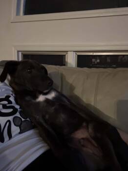 Shepherd and Catahoula Leopard Dog Dogs Available for Adoption in Roxbury Township, New Jersey - Fitz  | PetCurious