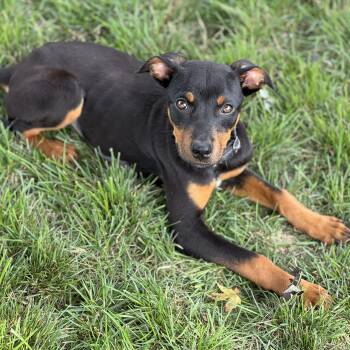 Lyra -  Rottweiler Dog for Adoption - Lyra | PetCurious