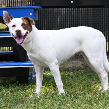 Billie -  American Staffordshire Terrier and Mixed Breed Dog for Adoption in Beaumont, Texas - Billie | PetCurious