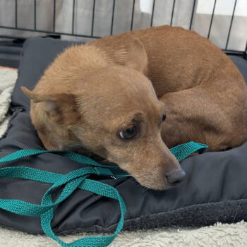 Rescue Chihuahua Dogs for Adoption in Chico, California - LUMA | PetCurious