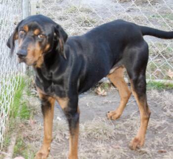 Rescue Coonhound Dogs for Adoption in Gloucester, Virginia - Lagarto | PetCurious