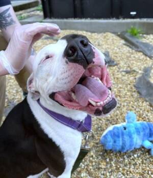 Angelica -  Mixed Breed Dog for Adoption - Angelica | PetCurious