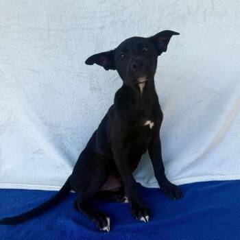 Spud -  Black Labrador Retriever Dog for Adoption in Carencro, Louisiana - Spud | PetCurious