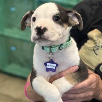 Olympus -  Mixed Breed Dog for Adoption in San Francisco, California - Olympus | PetCurious