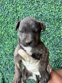 Shepherd and Mixed Breed Dogs Available for Adoption - 60783662 | PetCurious