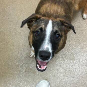 Shepherd Dogs Available for Adoption in Corpus Christi, Texas - Zane | PetCurious