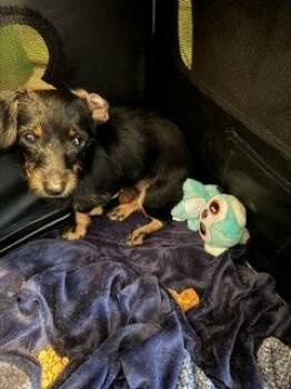 Stick -  Dachshund Dog for Adoption in Houston, Texas - Stick | PetCurious