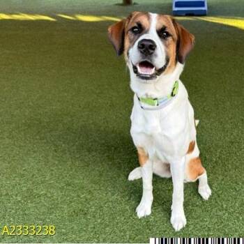 Mixed Breed Dogs Available for Adoption in West Palm Beach, Florida - Snickers | PetCurious