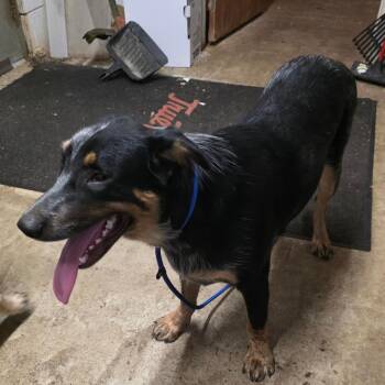 AURO-Waylon -  Australian Cattle Dog Blue Heeler Dog for Adoption in Aurora, Missouri - AURO-Waylon | PetCurious