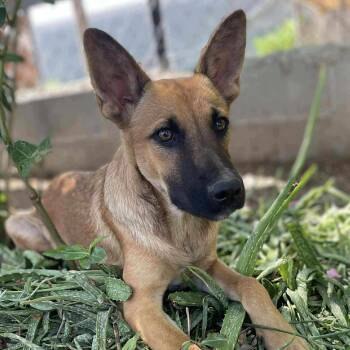 Rescue German Shepherd Dog and Shepherd Dogs for Adoption in Warren, Rhode Island - Dryfus | PetCurious