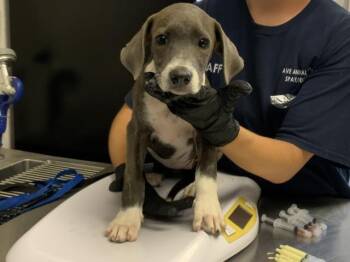 A255872 -  Pit Bull Terrier and Mixed Breed Dog for Adoption in Visalia, California - A255872 | PetCurious