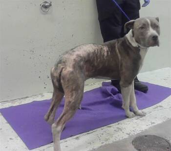 JUNE -  Staffordshire Bull Terrier and Mixed Breed Dog for Adoption in Houston, Texas - JUNE | PetCurious