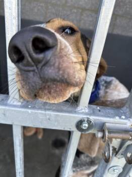 Alfie -  Hound Dog for Adoption in Hamilton, Montana - Alfie | PetCurious