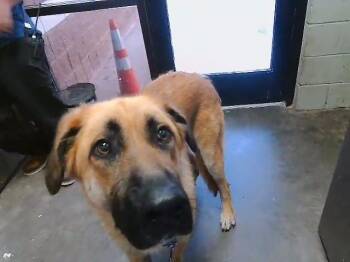 LUPIN -  German Shepherd Dog and Mixed Breed Dog for Adoption in Tulsa, Oklahoma - LUPIN | PetCurious