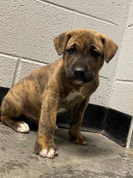 Newton Pup 4 -  Mixed Breed Dog Available for Adoption in Henderson, North Carolina - Newton Pup 4 | PetCurious
