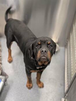 ZEUS -  Rottweiler Dog for Adoption in Dallas, Texas - ZEUS | PetCurious