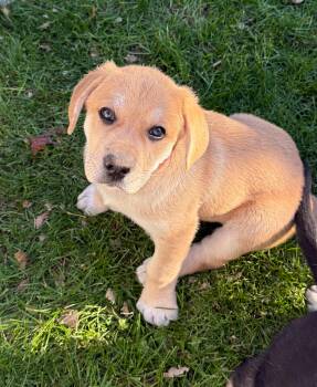 Biscuit (M) -  Labrador Retriever and Great Pyrenees Dog for Adoption in Sun Prairie, Wisconsin - Biscuit (M) | PetCurious