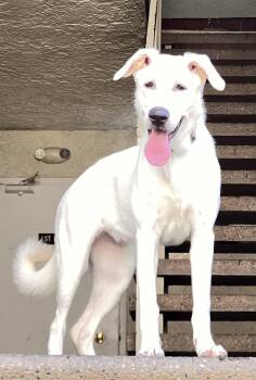 Rescue German Shepherd Dog and Labrador Retriever Dogs for Adoption in Los Angeles, California - Blanka | PetCurious