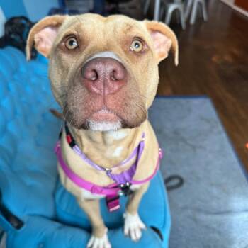 Debbie Hairy -  Pit Bull Terrier and Mixed Breed Dog for Adoption in La Grange, Kentucky - Debbie Hairy | PetCurious