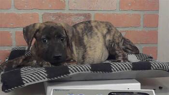 A2090637 -  Labrador Retriever and Mixed Breed Dog for Adoption in Houston, Texas - A2090637 | PetCurious