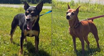 Lucy and Harley - Bonded Pair -  Miniature Pinscher Dog for Adoption in Albany, New York - Lucy And Harley - Bonded Pair | PetCurious