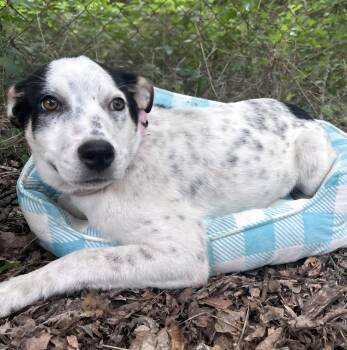 Pointer Dogs Available for Adoption in Missouri City, Texas - Patrina BL14335-T | PetCurious