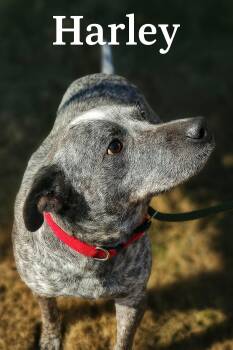 Australian Cattle Dog Blue Heeler Dogs Available for Adoption - Harley  | PetCurious