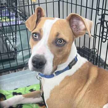 Hound Dogs Available for Adoption - Lucky | PetCurious