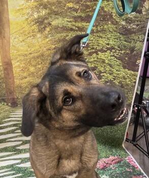 Drogo -  German Shepherd Dog Dog for Adoption in Salem, Oregon - Drogo | PetCurious