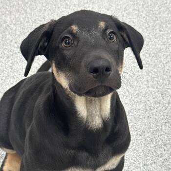 Bartok -  Mixed Breed Dog for Adoption in Wheeling, Illinois - Bartok | PetCurious