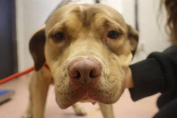 Rescue Mixed Breed Dogs for Adoption in Columbia, South Carolina - ARCHIE | PetCurious