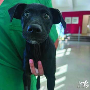 Dolly -  Labrador Retriever Dog for Adoption in Washington, District Of Columbia - Dolly | PetCurious