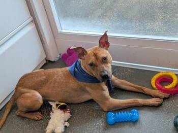 Sonrisa -  Pit Bull Terrier and Mixed Breed Dog for Adoption in New Orleans, Louisiana - Sonrisa | PetCurious