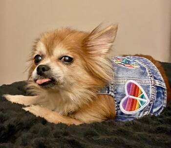 Chihuahua and Pomeranian Dogs Available for Adoption - Ruby | PetCurious