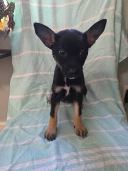 BLANCHE -  Shepherd and Mixed Breed Dog for Adoption in Cincinnati, Ohio - BLANCHE | PetCurious