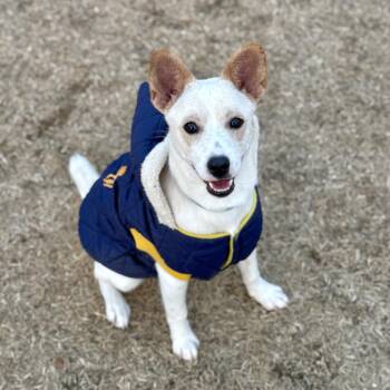 Terrier and Jindo Dogs Available for Adoption - Dumbo | PetCurious